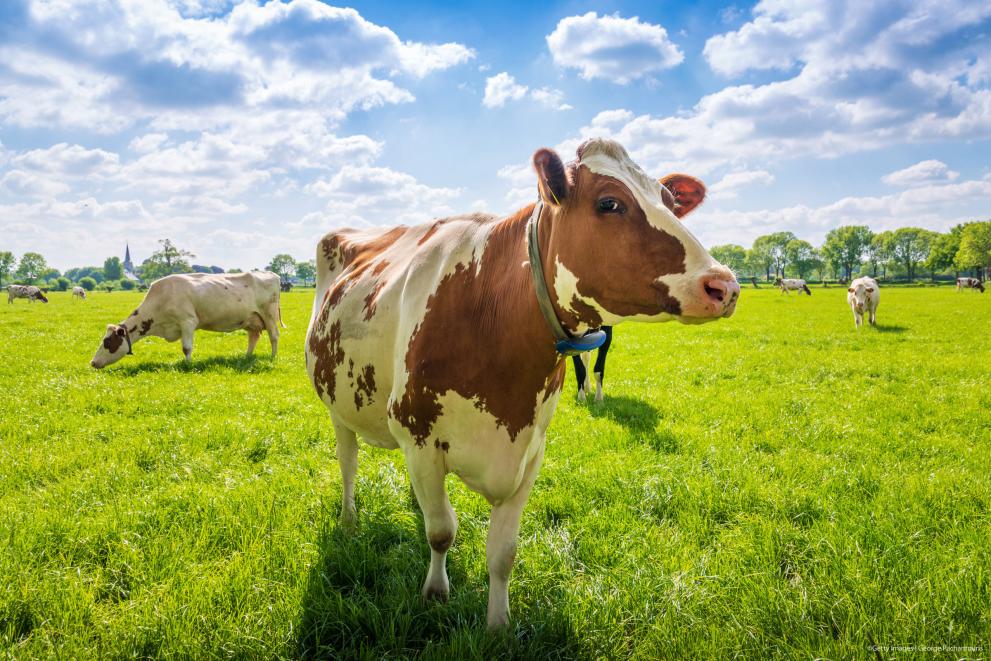 Illustration_Animal welfare_Cows in a meadow